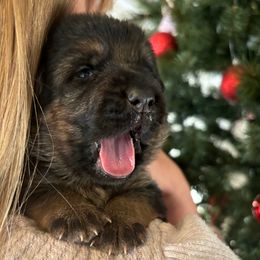 Willow - Black and red female German Shepherd puppy in Grand Junction, Colorado from Sonnenfeld Shepherds