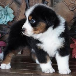 Caddy BTM - Black tri male Miniature Australian Shepherd puppy in Lawton, Oklahoma from Lindsey’s Aussies