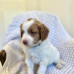 Star - Parti male Goldendoodle puppy in Stockton, California from Port City Doodles