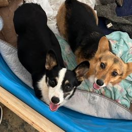 Nelli - Pembroke Welsh Corgi