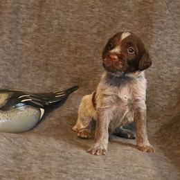 Lt. Blue - Brown and gray male Wirehaired Pointing Griffon puppy in Afton, Wisconsin from Daehler's Wirehaired Pointing Griffons