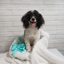 Poodle All Grown Up from M & M Poodles