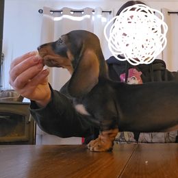 Magic - Dachshund