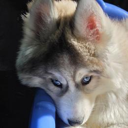 Honor - Gray and white male Siberian Husky puppy in East Tawas, Michigan from BurnsBerg's Woolies
