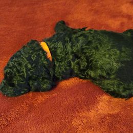 Boy 2 - Goldendoodle puppy in Odell, Nebraska from Kat and Kadoodles