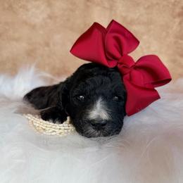 Jules - Black female Poodle puppy in Detroit Lakes, Minnesota from Pickerel Pups