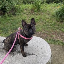 French Bulldog Puppies from Nuthin’ But Frenchies