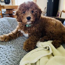 Goldendoodle Puppies from Blissful Doodles