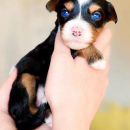 Ocean - female Australian Mountain Doodle puppy in Henry, Illinois from Rowe Farms Doodles
