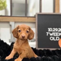 Cinnamon Dolce - Red female Dachshund puppy in Goodyear, Arizona from AZ Low Life Doxies