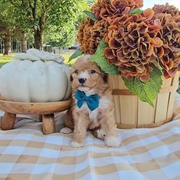 Copper - Red male Bernedoodle puppy in Russell Springs, Kentucky from 270 Doodles