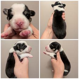 Avril - Black and tan female American Corgi puppy in Garrett, Indiana from Chloe's Colorful Corgis