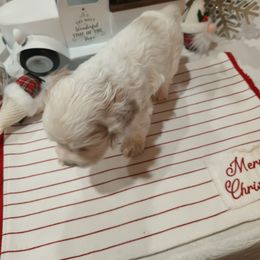 Cocker Spaniel Puppies from Hartwell Cocker Spaniel Kennel