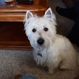 West Highland White Terrier All Grown Up from Joshua Olds