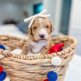 Marcie - Red female Bernedoodle puppy in Sulphur, Louisiana from Curly Q’s Of Carlyss