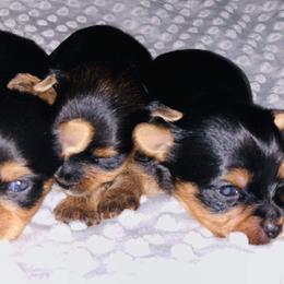 Pomeranian and Yorkshire Terrier Puppies from Melrey's paws