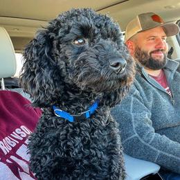 Noodle - Poodle