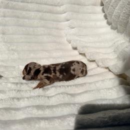 Female 1 Chocolate Isabella Dapple - Dapple female Dachshund puppy in Magnolia, Texas from J&R Macias Dachshunds