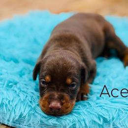 Acedia - Red and rust male Doberman Pinscher puppy in Lebanon, Ohio from Lady Mae Bassets & Doberman
