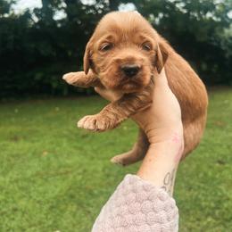 Green Boy - Red  male Goldendoodle puppy in Richmond, Kentucky from The Doting Doodle