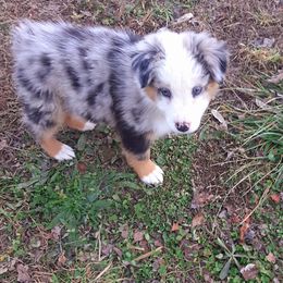 Australian Shepherd Puppies from Johnson Hill Aussies