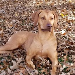 Rave - Rhodesian Ridgeback
