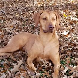 Rave - Rhodesian Ridgeback