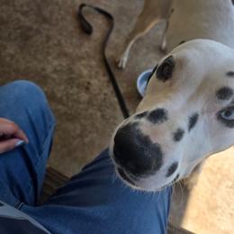 Stefan - White and black male Dalmatian puppy in Killeen, Texas from America's Dalmatian Friends