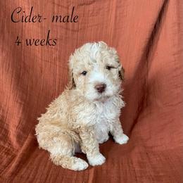 Cider - Orange male Lagotto Romagnolo puppy in Minster, Ohio from 1880 Lagotto