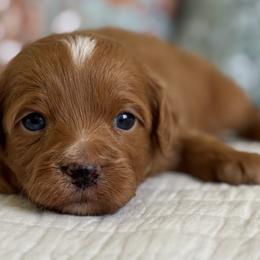 Fred - Red male Cavapoo puppy in Beckley, West Virginia from By Design Doodles