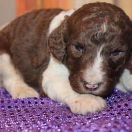 Poodle Puppies from DuBois Standard Poodles