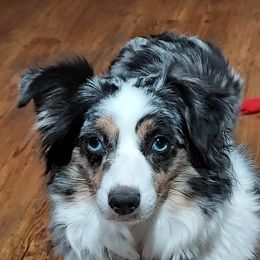 Piper - Miniature American Shepherd