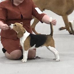 Tula - Beagle