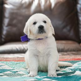 Girl 2 - female Golden Retriever puppy in Bedford, Indiana from Indiana Goldens