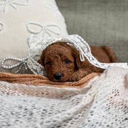 Pink collar girl - Red  female Goldendoodle puppy in Spokane, Washington from Dream Doodles in Spokane WA