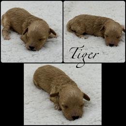 Tiger - Red  male Poodle puppy in Wheatland, California from Sapphire Ridge Poodles