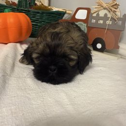 Buster - Sable male Shih Tzu puppy in Boiling Springs, South Carolina from Sherry Whiteside's Shih Tzus