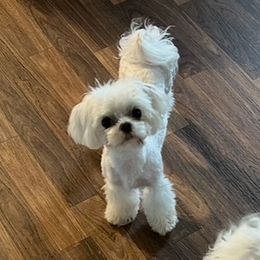 Maltese from Angie's Puppies