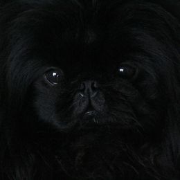 Vini - Pekingese