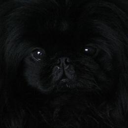 Vini - Pekingese