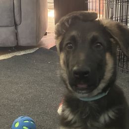 German Shepherds from Von Zecher German Shepherds