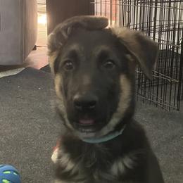 German Shepherds from Von Zecher German Shepherds