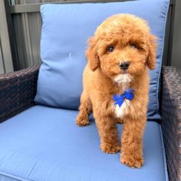 Toffee - Apricot male Goldendoodle puppy in Miami, Florida from Haus of Pawz