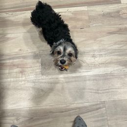 Bosco - Morkie