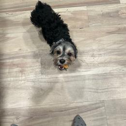 Bosco - Morkie