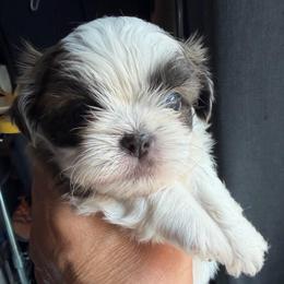 Delilah - Blue and white female Shih Tzu puppy in Victorville, California from RUMBLE n TUMBLE