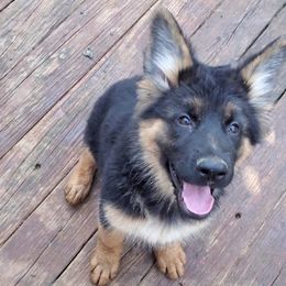 German Shepherd Puppies from Persevere Kennels