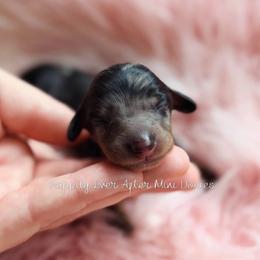 Arthur - Dapple male Dachshund puppy in Robesonia, Pennsylvania from Happily Ever After’s Puppies