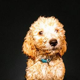 Puppy 3 - Cream male Goldendoodle puppy in Kileen, Texas from Cooper Goldendoodle