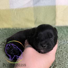 HOLD AKC DR. PEPPER - Black male Pomeranian puppy in Watkins Glen, New York from Wicked Spirits Pomeranians